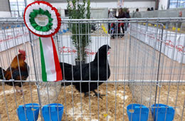 Cemani Italian Champion