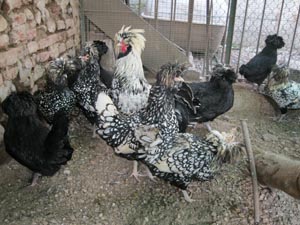 gallina padovana