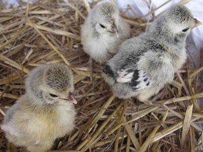 The chicks of the silver laced Paduan hen