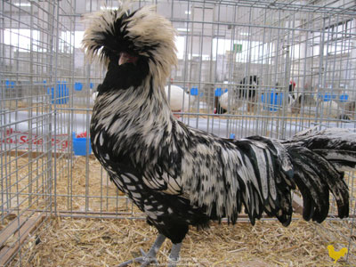 The male of the silver laced Paduan hen