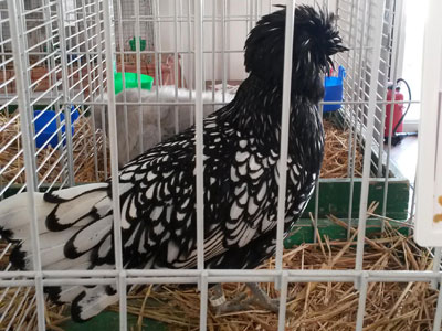 The female of the silver laced Paduan hen