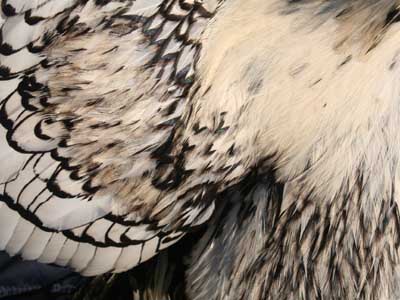 Detail of the plumage of the male of the silver laced Paduan hen