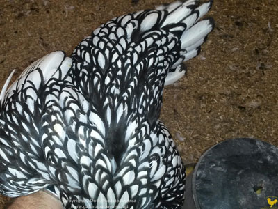 Piumaggio della femmina della gallina padovana argento orlata nero