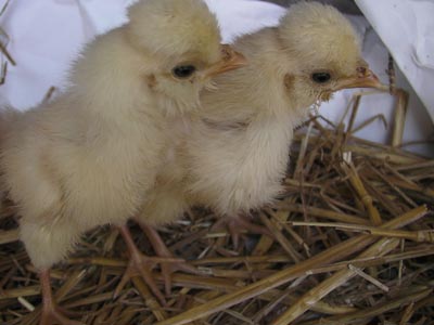 The chiks of the white Paduan hen