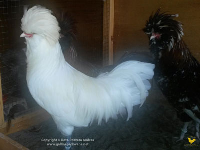 The male of the white Paduan hen