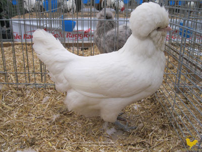 The female of the white Paduan hen