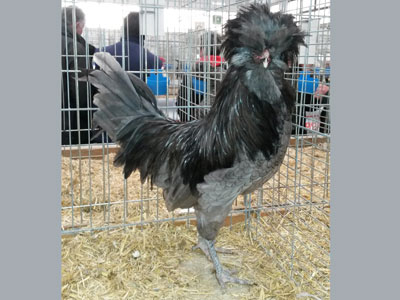 The male of the Paduan hen blue laced