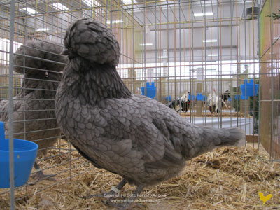 The female of the Paduan hen blue laced