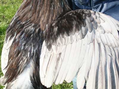 Particolare del piumaggio del maschio della gallina padovana blu orlata