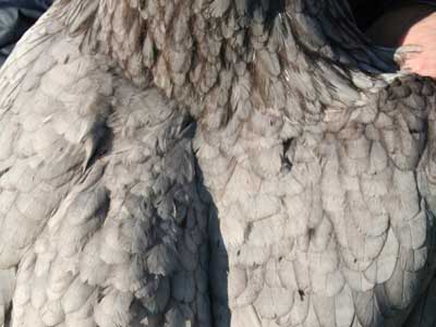 Detail of the plumage of the female of Paduan hen blue laced