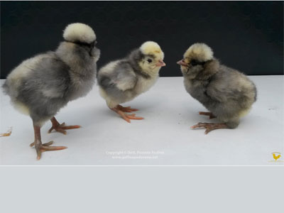 The chicks of the Paduan hen blue laced