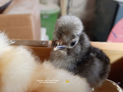 I pulcini della gallina padovana blu orlata