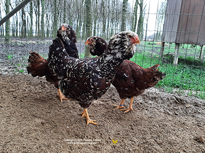 Particolare del piumaggio della femmina della gallina padovana blu orlata