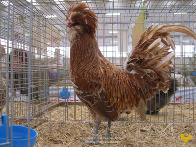La gallina padovana Camoscio orlata bianco - il maschio