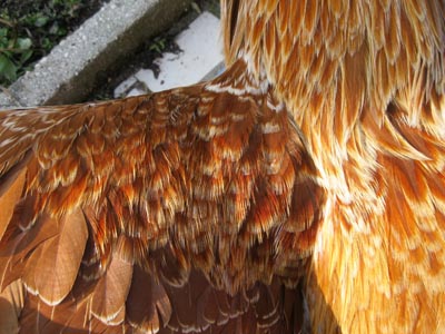 Piumaggio del maschio della gallina padovana Camoscio orlata bianco