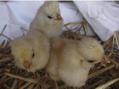 The chicks of the Paduan hen chamois laced