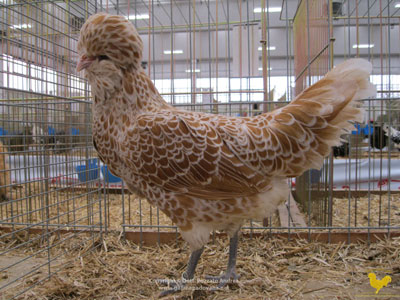 La gallina padovana Camoscio orlata bianco - la femmina