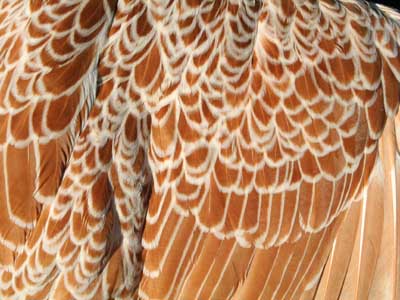 Detail of the plumage of the female of the Paduan hen chamois laced