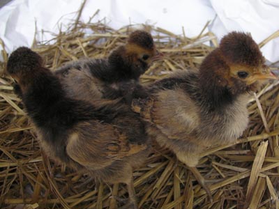 The chicks of the Paduan gold laced hen