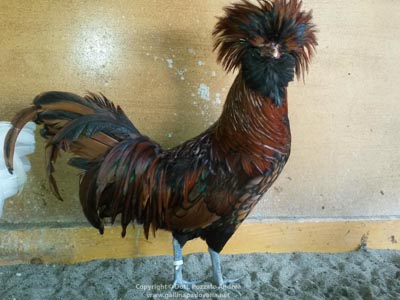 The male of the Paduan gold laced hen