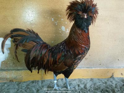 La gallina padovana oro orlata nero - il maschio