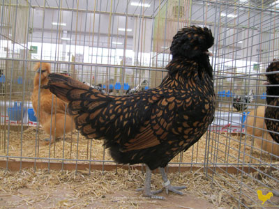 The female of the Paduan gold laced hen