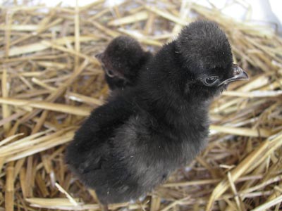 The chicks of the black Paduan hen