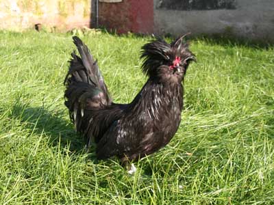 The male of the black Paduan hen