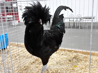 La gallina padovana nera - il maschio