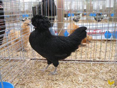 The female of the black Paduan hen