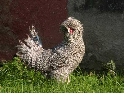 La gallina padovana sparviero - il maschio
