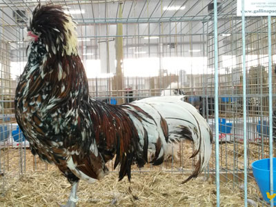 La gallina padovana tricolore - il maschio