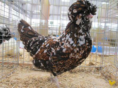 La gallina padovana tricolore - la femmina