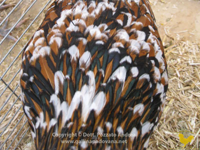Particolare del piumaggio della femmina della gallina padovana tricolore