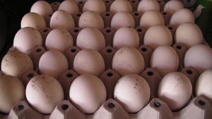 The eggs for incubation and hatching