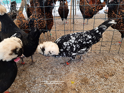 Un gruppo di galline olandese ciuffate