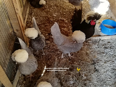 Un gruppo di galline olandese ciuffate