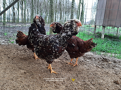 Un gruppo di femmine della gallina Orloff