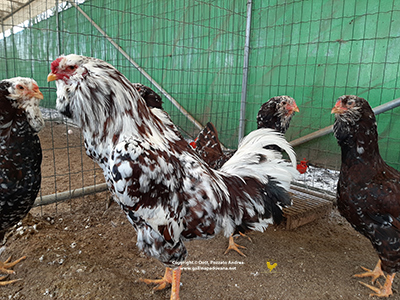 Il maschio della gallina Orloff