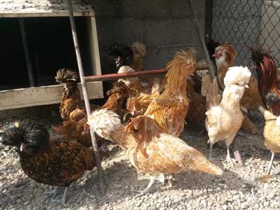 disponibilità adulti gallina padovana disponibilità adulti gallina padovana