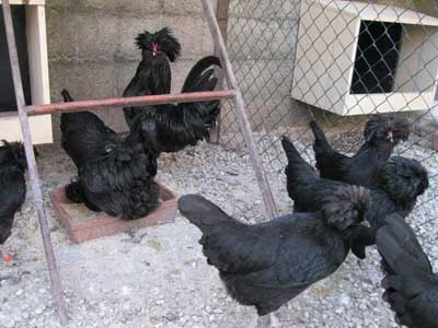 disponibilità adulti gallina padovana