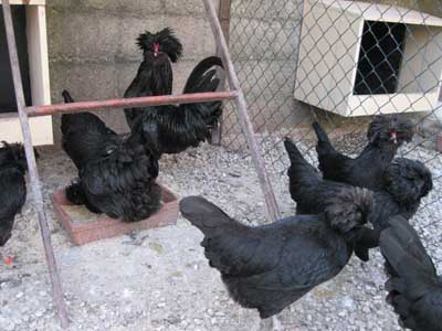 disponibilità adulti gallina padovana disponibilità adulti gallina padovana