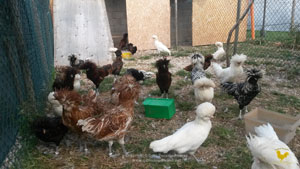Sale chicks and pulcinotti of Paduan hen Sale chicks and pulcinotti of Paduan hen