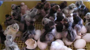 Sale chicks and pulcinotti of Paduan hen