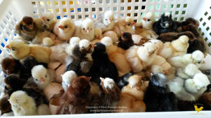 vendita pulcini e pulcinotti gallina padovana disponibilità pulcini e pulcinotti gallina padovana