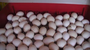 Selling eggs of Paduan hen